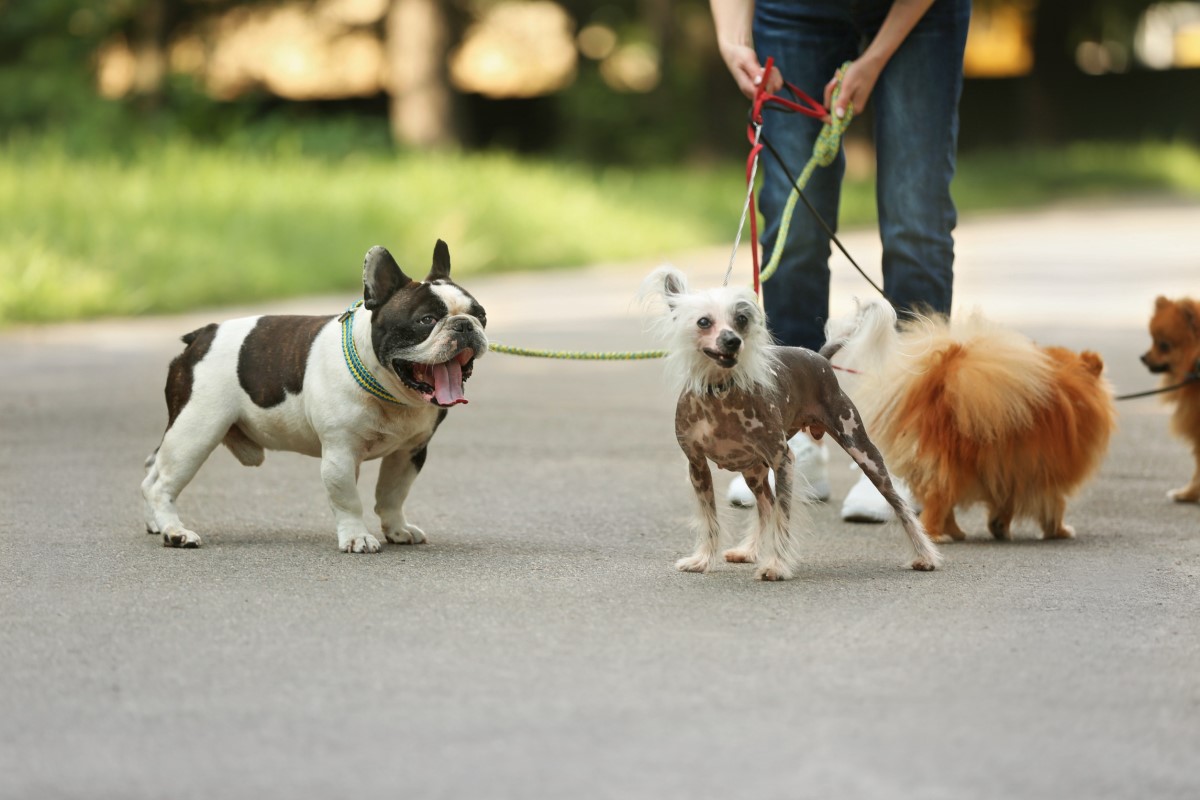 Dog Walker – ta praca nie gryzie