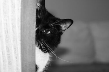 kot Palmerston