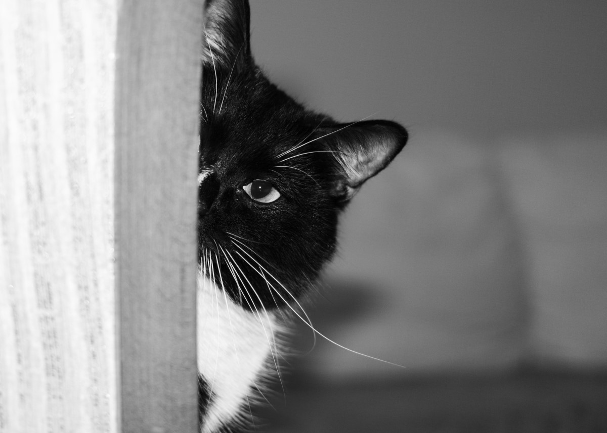 kot Palmerston