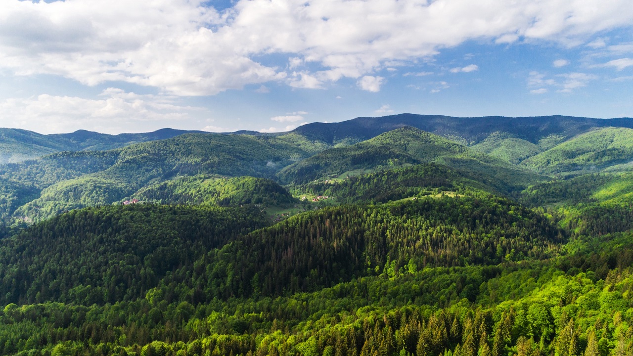 Leśnik