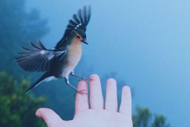 Ptak lądujący na wyciągniętej, ludzkiej dłoni.