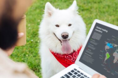 Pies w domu a praca – ta firma oferuje pracownikom “psacierzyński”
