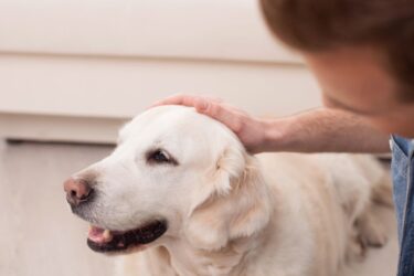 Dogoterapia – co to jest Jak zacząć Uprawnienia i odpowiednie psy do dogoterapii