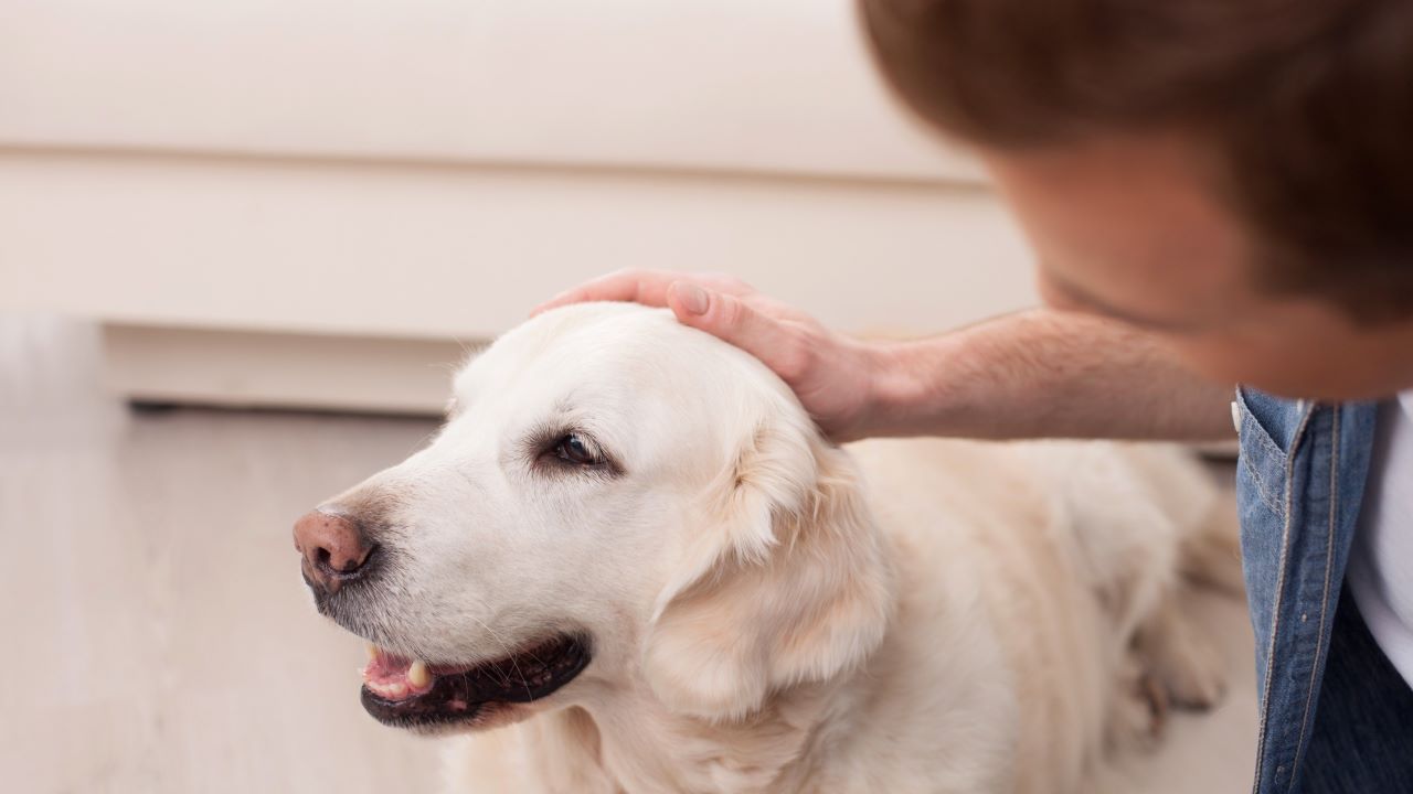 Dogoterapia – co to jest Jak zacząć Uprawnienia i odpowiednie psy do dogoterapii