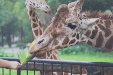 Warszawskie ZOO szuka pracowników wymagania, oferta. Jak wygląda praca w ZOO