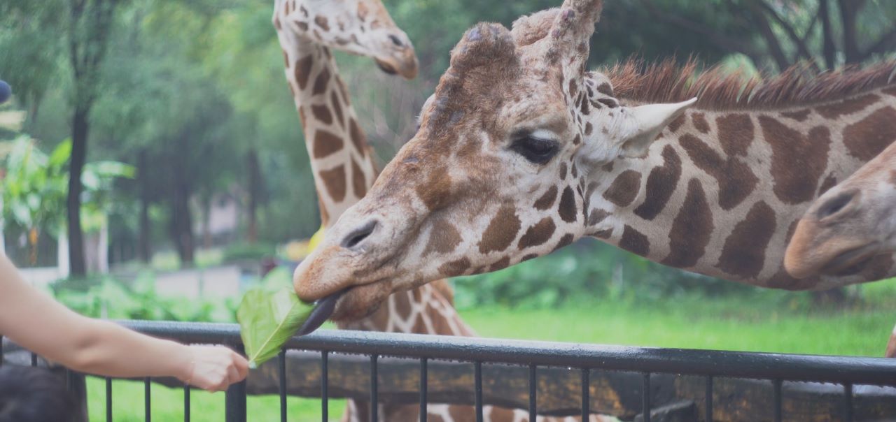 Warszawskie ZOO szuka pracowników wymagania, oferta. Jak wygląda praca w ZOO