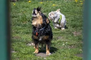 Zdjęcie 0