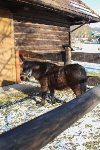 Zdjęcie 1