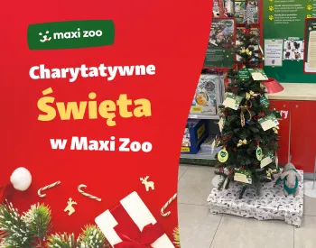 Zdjęcie 0