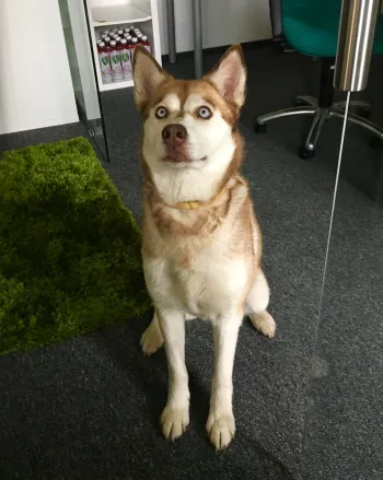 Zdjęcie 0