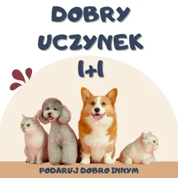 Zdjęcie 0