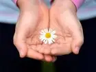 Altruista w pracy - kwiat stokrotki w dłoniach