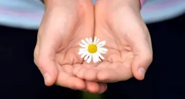 Altruista w pracy - kwiat stokrotki w dłoniach