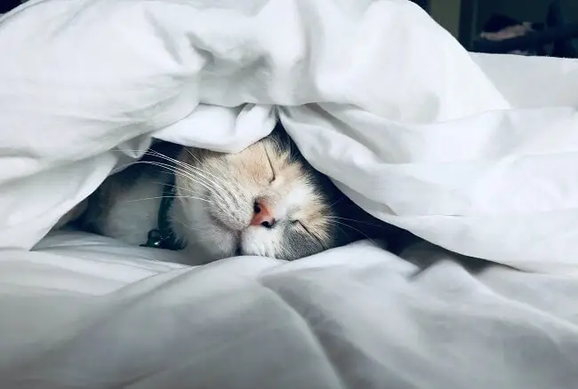 jak się rozbudzić? leniwy kot w łóżku