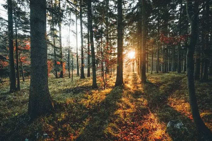 Kąpiele leśne