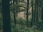 Las - zarobki w Lasach Państwowych