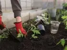Umowa o pracę tymczasową - osoba pracująca w ogrodzie