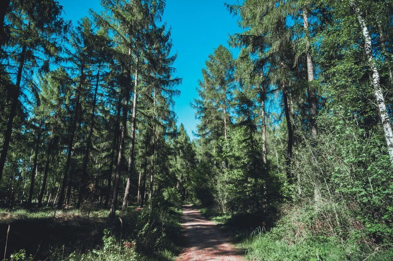 praca-więźniów-w-lasach