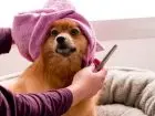 Groomer w czasie pracy z psem