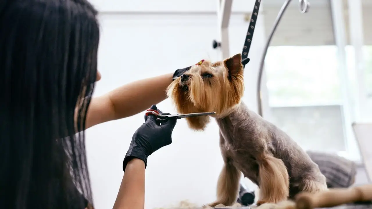Groomer – kim jest Jak nim zostać Ile zarabia groomer