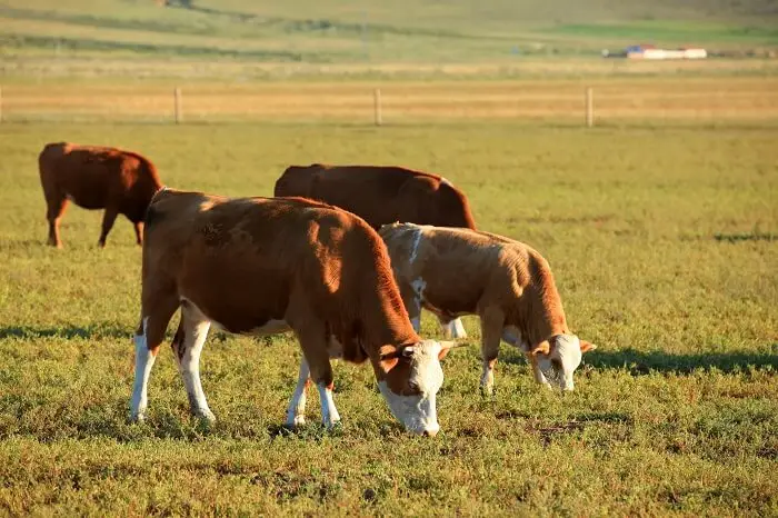 Agroturystyka - krowy na pastwisku obok gospodarstwa agroturystycznego