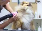 Groomer suszący pieska