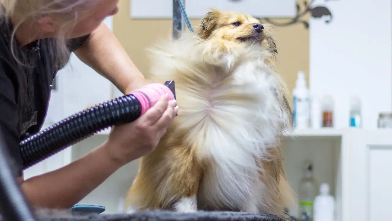 Groomer suszący pieska