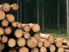 Kryzys w polskim przemyśle drzewnym - ścięte drzewa w lesie