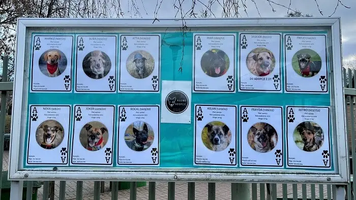 Asowa adopcja