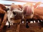 Hodowla zwierząt po zootechnice