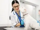 Technik weterynarii podczas pracy z pieskiem